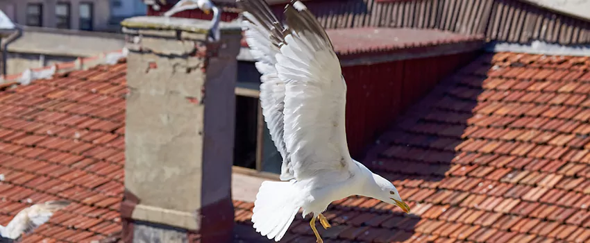 Residential Chimney Animal Removal Solution in Hinsdale, IL